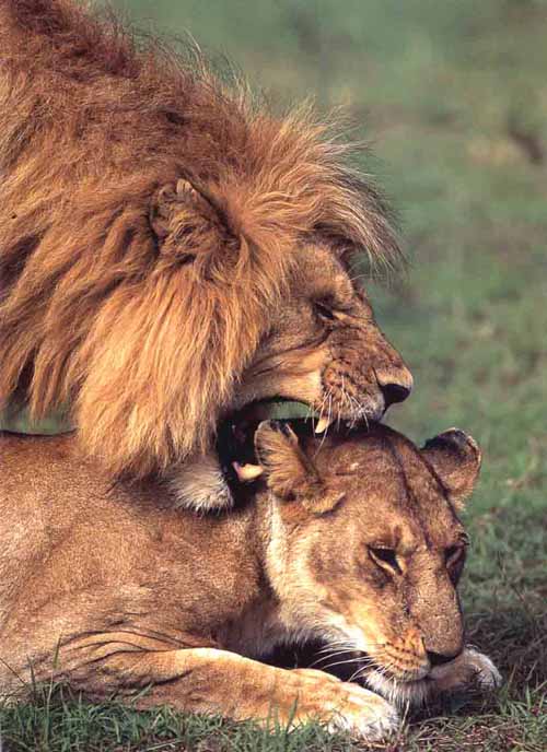 attachment