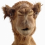 Camel Trophy'�